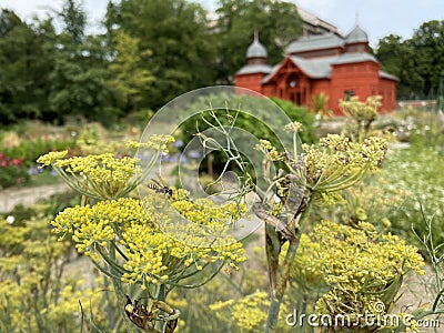 Fennel / Foeniculum vulgare / Fenchel, Fenouil commun, Hinojo, ObiÄni komoraÄ, KoromaÄ, Anason, Divlja mirodija, JaneÅ¾, Rezen Stock Photo